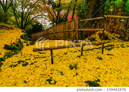 Kyoto, Kinzo-ji Temple: The stone pavement and bamboo fence leading to the temple are dyed bright yellow with fallen ginkgo leaves. November. Kyoto, Kinzo-ji Temple: The stone pavement and bamboo fence leading to the temple are dyed bright yellow with fallen ginkgo leaves. November. 139481676