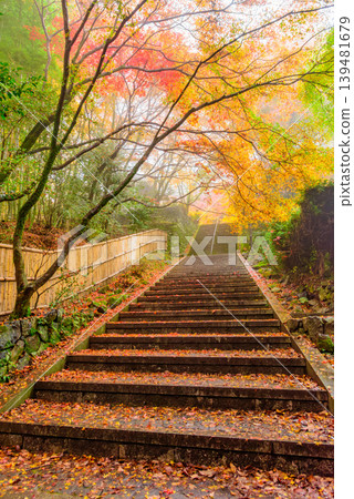 京都金藏寺：通往正殿的石階垂直排列，上面覆蓋著落葉，秋末景色。 139481679