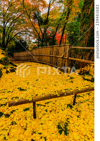 京都金藏寺:寺廟入口和竹籬笆的垂直構圖,上面鋪滿了金色的銀杏葉。 京都金藏寺:寺廟入口和竹籬笆的垂直構圖,上面鋪滿了金色的銀杏葉。 139481683