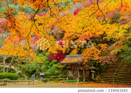 京都金藏寺的秋天：秋葉散落在主殿廣場上，水池邊掛著柿餅。 139481685