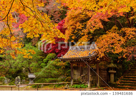 Autumn at Kinzo-ji Temple in Kyoto: Autumn leaves scattered across the main hall plaza and dried persimmons hanging at the water basin. Autumn at Kinzo-ji Temple in Kyoto: Autumn leaves scattered across the main hall plaza and dried persimmons hanging at the water basin. 139481686