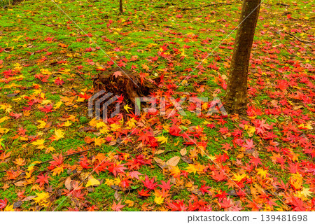 Autumn background material: Colorful fallen leaves and tree stump/trunk textures - Kinzo-ji Temple Autumn background material: Colorful fallen leaves and tree stump/trunk textures - Kinzo-ji Temple 139481698