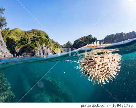 刺豚等。靜岡縣伊豆半島中城南伊豆町平枝濱 - 2025 日本最佳浮潛地點之一 刺豚等。靜岡縣伊豆半島中城南伊豆町平枝濱 - 2025 日本最佳浮潛地點之一 139481752