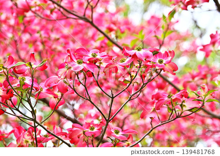Red dogwood blossoms (spring, April) Red dogwood blossoms (spring, April) 139481768