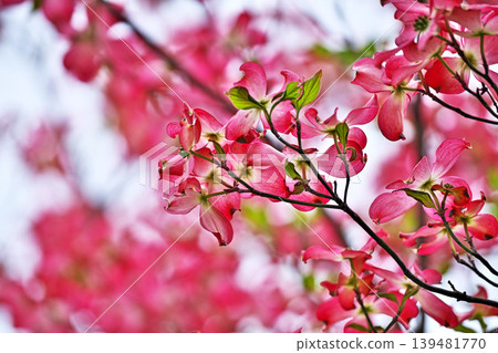 Red dogwood blossoms (spring, April) Red dogwood blossoms (spring, April) 139481770