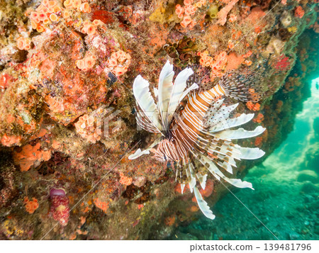 Poisonous and beautiful lionfish and other species. Hirizo Beach, Nakagi, Minamiizu Town, Shizuoka Prefecture, Izu Peninsula - 2025 139481796