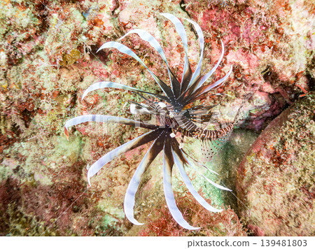 Poisonous and beautiful lionfish and other species. Hirizo Beach, Nakagi, Minamiizu Town, Shizuoka Prefecture, Izu Peninsula - 2025 Poisonous and beautiful lionfish and other species. Hirizo Beach, Nakagi, Minamiizu Town, Shizuoka Prefecture, Izu Peninsula - 2025 139481803