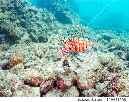 Poisonous and beautiful lionfish and other species. Hirizo Beach, Nakagi, Minamiizu Town, Shizuoka Prefecture, Izu Peninsula - 2025 139481808