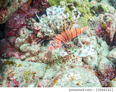Poisonous and beautiful lionfish and other species. Hirizo Beach, Nakagi, Minamiizu Town, Shizuoka Prefecture, Izu Peninsula - 2025 Poisonous and beautiful lionfish and other species. Hirizo Beach, Nakagi, Minamiizu Town, Shizuoka Prefecture, Izu Peninsula - 2025 139481811