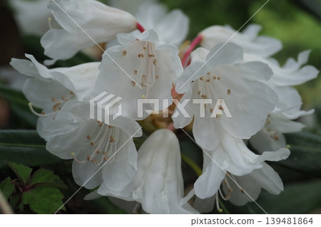 Up of flowers of white rhododendrons Up of flowers of white rhododendrons 139481864