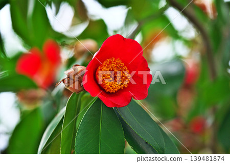 紅色山茶花（春季，四月） 139481874