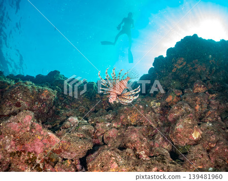 A skin diver photographs the venomous and beautiful lionfish and other marine life. Hirizo Beach, Nakagi, Minamiizu Town, Shizuoka Prefecture, Izu Peninsula - 2025 A skin diver photographs the venomous and beautiful lionfish and other marine life. Hirizo Beach, Nakagi, Minamiizu Town, Shizuoka Prefecture, Izu Peninsula - 2025 139481960