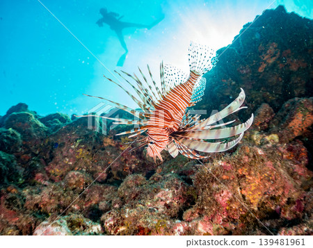 一名潛水員正在拍攝有毒而美麗的獅子魚和其他海洋生物。地點：靜岡縣伊豆半島南伊豆町中木町鰩藏海灘 - 2025 139481961
