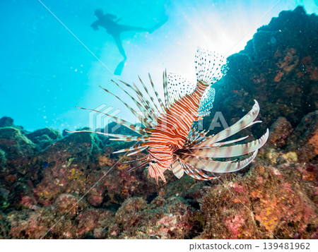 一名潛水員正在拍攝有毒而美麗的獅子魚和其他海洋生物。地點：靜岡縣伊豆半島南伊豆町中木町鰩藏海灘 - 2025 139481962