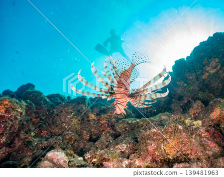一名潛水員正在拍攝有毒而美麗的獅子魚和其他海洋生物。地點：靜岡縣伊豆半島南伊豆町中木町鰩藏海灘 - 2025 139481963