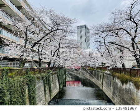 Cherry blossoms in Nakameguro Cherry blossoms in Nakameguro 139481967