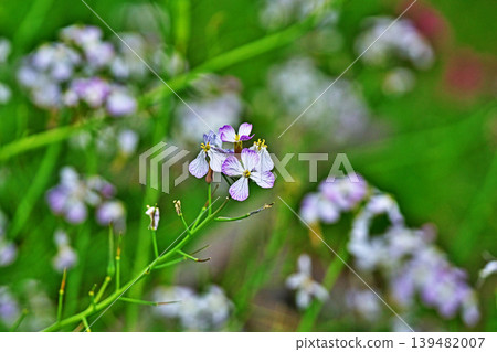 White wild radish flowers (spring, April) White wild radish flowers (spring, April) 139482007