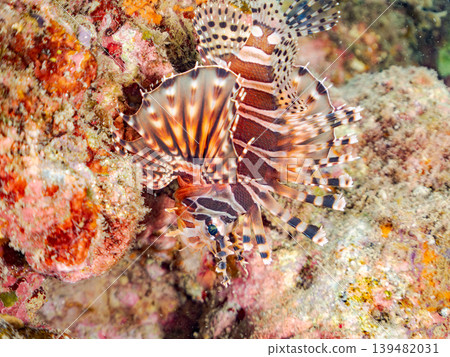 Poisonous and beautiful giraffe minnow and others. Hirizo Beach, Nakagi, Minamiizu Town, Shizuoka Prefecture, Izu Peninsula - 2025 139482031