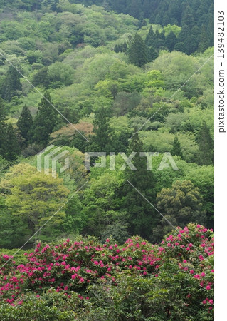 Rhododendron flowers and fresh green leaves Rhododendron flowers and fresh green leaves 139482103
