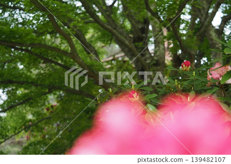 Pink rhododendron flowers and fresh green leaves 139482107