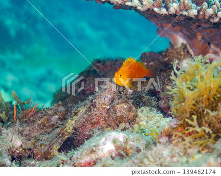 Beautiful juvenile hawkfish and other fish. Hirizo Beach, Nakagi, Minamiizu Town, Shizuoka Prefecture, Izu Peninsula. One of Japan's leading snorkeling spots. Beautiful juvenile hawkfish and other fish. Hirizo Beach, Nakagi, Minamiizu Town, Shizuoka Prefecture, Izu Peninsula. One of Japan's leading snorkeling spots. 139482174