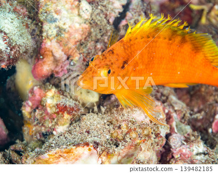 美麗的幼年鷹魚和其他魚類。伊豆半島靜岡縣南伊豆町中木町的Hirizo海灘。日本著名的浮潛勝地之一。 139482185