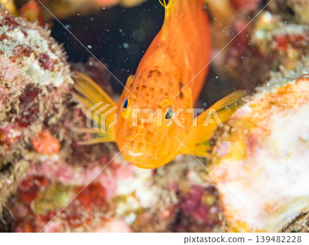 Beautiful juvenile hawkfish and other fish. Hirizo Beach, Nakagi, Minamiizu Town, Shizuoka Prefecture, Izu Peninsula. One of Japan's leading snorkeling spots. Beautiful juvenile hawkfish and other fish. Hirizo Beach, Nakagi, Minamiizu Town, Shizuoka Prefecture, Izu Peninsula. One of Japan's leading snorkeling spots. 139482228