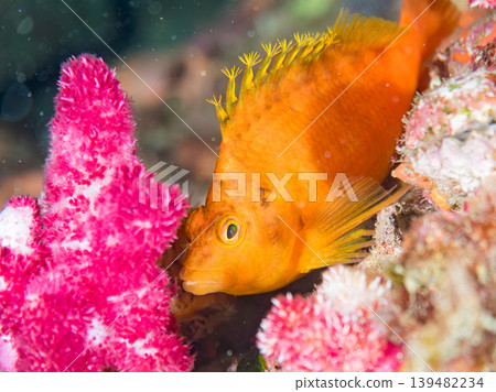 美麗的幼年鷹魚和其他魚類。伊豆半島靜岡縣南伊豆町中木町的Hirizo海灘。日本著名的浮潛勝地之一。 139482234