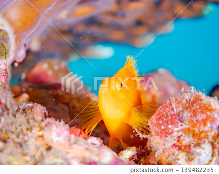 美麗的幼年鷹魚和其他魚類。伊豆半島靜岡縣南伊豆町中木町的Hirizo海灘。日本著名的浮潛勝地之一。 美麗的幼年鷹魚和其他魚類。伊豆半島靜岡縣南伊豆町中木町的Hirizo海灘。日本著名的浮潛勝地之一。 139482235