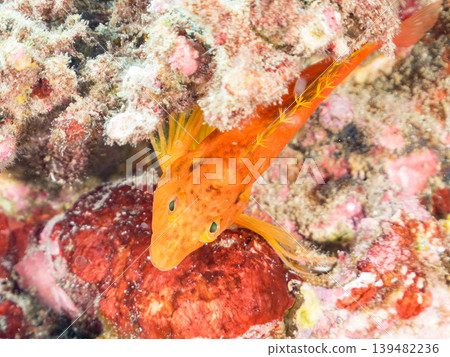 美麗的幼年鷹魚和其他魚類。伊豆半島靜岡縣南伊豆町中木町的Hirizo海灘。日本著名的浮潛勝地之一。 美麗的幼年鷹魚和其他魚類。伊豆半島靜岡縣南伊豆町中木町的Hirizo海灘。日本著名的浮潛勝地之一。 139482236