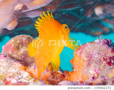 美麗的幼年鷹魚和其他魚類。伊豆半島靜岡縣南伊豆町中木町的Hirizo海灘。日本著名的浮潛勝地之一。 美麗的幼年鷹魚和其他魚類。伊豆半島靜岡縣南伊豆町中木町的Hirizo海灘。日本著名的浮潛勝地之一。 139482272