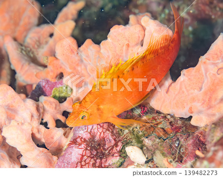 美麗的幼年鷹魚和其他魚類。伊豆半島靜岡縣南伊豆町中木町的Hirizo海灘。日本著名的浮潛勝地之一。 美麗的幼年鷹魚和其他魚類。伊豆半島靜岡縣南伊豆町中木町的Hirizo海灘。日本著名的浮潛勝地之一。 139482273