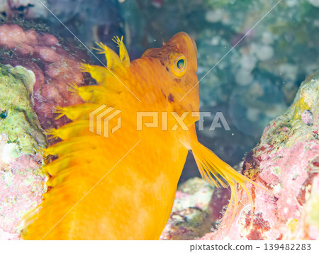 Beautiful juvenile hawkfish and other fish. Hirizo Beach, Nakagi, Minamiizu Town, Shizuoka Prefecture, Izu Peninsula. One of Japan's leading snorkeling spots. Beautiful juvenile hawkfish and other fish. Hirizo Beach, Nakagi, Minamiizu Town, Shizuoka Prefecture, Izu Peninsula. One of Japan's leading snorkeling spots. 139482283