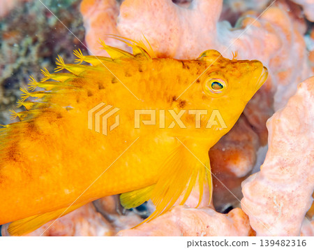 美麗的幼年鷹魚和其他魚類。伊豆半島靜岡縣南伊豆町中木町的Hirizo海灘。日本著名的浮潛勝地之一。 139482316