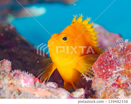 Beautiful juvenile hawkfish and other fish. Hirizo Beach, Nakagi, Minamiizu Town, Shizuoka Prefecture, Izu Peninsula. One of Japan's leading snorkeling spots. 139482338