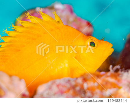 Beautiful juvenile hawkfish and other fish. Hirizo Beach, Nakagi, Minamiizu Town, Shizuoka Prefecture, Izu Peninsula. One of Japan's leading snorkeling spots. 139482344