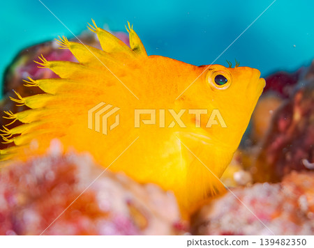 Beautiful juvenile hawkfish and other fish. Hirizo Beach, Nakagi, Minamiizu Town, Shizuoka Prefecture, Izu Peninsula. One of Japan's leading snorkeling spots. 139482350