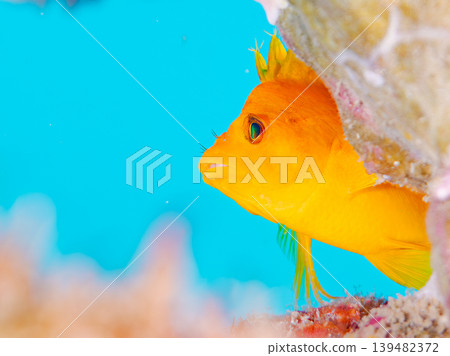美麗的幼年鷹魚和其他魚類。伊豆半島靜岡縣南伊豆町中木町的Hirizo海灘。日本著名的浮潛勝地之一。 139482372