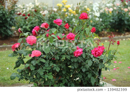 Arao City, Omoyai Citizens' Flower Garden, Rose Garden after the rain. Arao City, Omoyai Citizens' Flower Garden, Rose Garden after the rain. 139482399