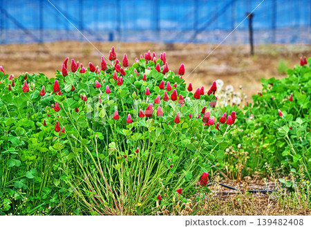 Red clover flowers (spring, April) Red clover flowers (spring, April) 139482408
