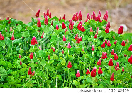 Red clover flowers (spring, April) Red clover flowers (spring, April) 139482409