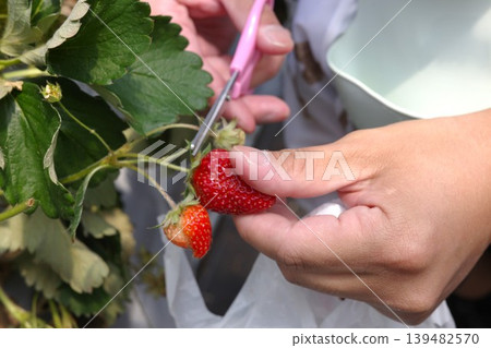 The hands using scissors to harvest strawberries during strawberry picking. The hands using scissors to harvest strawberries during strawberry picking. 139482570