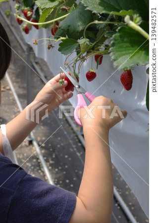 孩子用剪刀在草莓採摘活動中採摘草莓。 孩子用剪刀在草莓採摘活動中採摘草莓。 139482571