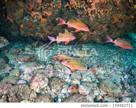 Schools of goatfish, damselfish, sea bream, and other species. Hirizo Beach, Nakagi, Minamiizu Town, Shizuoka Prefecture, Izu Peninsula - 2025 Schools of goatfish, damselfish, sea bream, and other species. Hirizo Beach, Nakagi, Minamiizu Town, Shizuoka Prefecture, Izu Peninsula - 2025 139482711