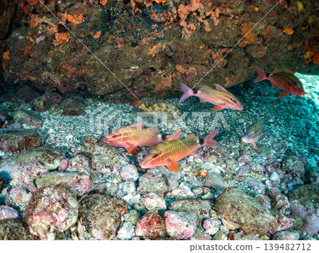 Schools of goatfish, damselfish, sea bream, and other species. Hirizo Beach, Nakagi, Minamiizu Town, Shizuoka Prefecture, Izu Peninsula - 2025 Schools of goatfish, damselfish, sea bream, and other species. Hirizo Beach, Nakagi, Minamiizu Town, Shizuoka Prefecture, Izu Peninsula - 2025 139482712