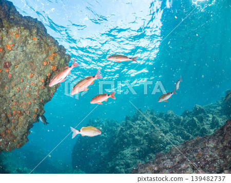 成群的羊魚、雀鯛、鯛魚和其他魚類。伊豆半島靜岡縣南伊豆町中木町鰩藏海灘 - 2025 139482737