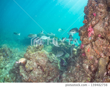 成群的羊魚、雀鯛、鯛魚和其他魚類。伊豆半島靜岡縣南伊豆町中木町鰩藏海灘 - 2025 成群的羊魚、雀鯛、鯛魚和其他魚類。伊豆半島靜岡縣南伊豆町中木町鰩藏海灘 - 2025 139482738