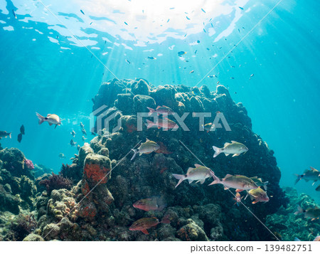Schools of goatfish, damselfish, sea bream, and other species. Hirizo Beach, Nakagi, Minamiizu Town, Shizuoka Prefecture, Izu Peninsula - 2025 Schools of goatfish, damselfish, sea bream, and other species. Hirizo Beach, Nakagi, Minamiizu Town, Shizuoka Prefecture, Izu Peninsula - 2025 139482751