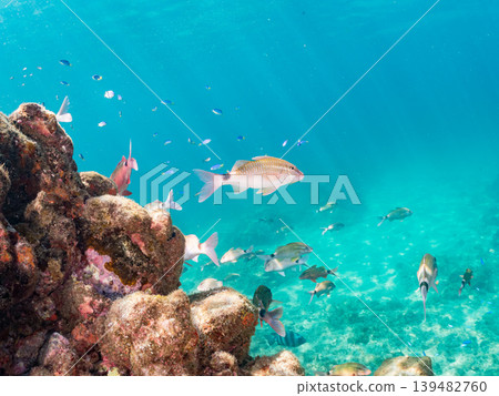 成群的羊魚、雀鯛、鯛魚和其他魚類。伊豆半島靜岡縣南伊豆町中木町鰩藏海灘 - 2025 成群的羊魚、雀鯛、鯛魚和其他魚類。伊豆半島靜岡縣南伊豆町中木町鰩藏海灘 - 2025 139482760