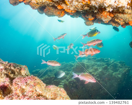 Schools of goatfish, damselfish, sea bream, and other species. Hirizo Beach, Nakagi, Minamiizu Town, Shizuoka Prefecture, Izu Peninsula - 2025 Schools of goatfish, damselfish, sea bream, and other species. Hirizo Beach, Nakagi, Minamiizu Town, Shizuoka Prefecture, Izu Peninsula - 2025 139482761